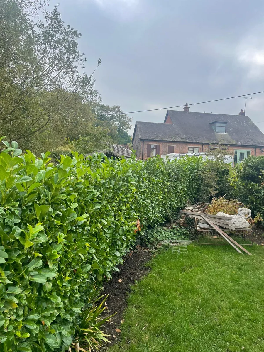 Tree and hedge work in North Wales by Elite Exterior Care