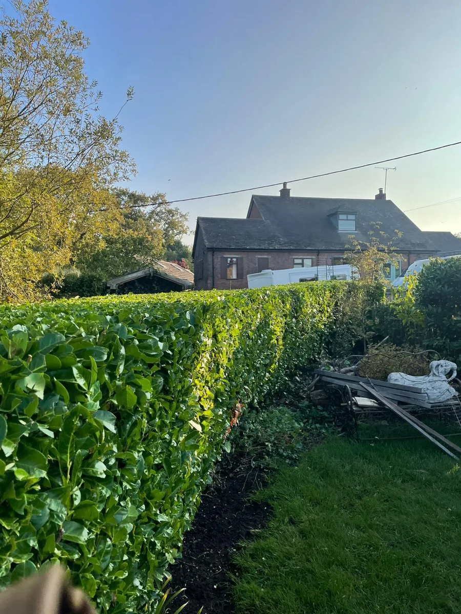 Neat hedge after trimming in Conwy